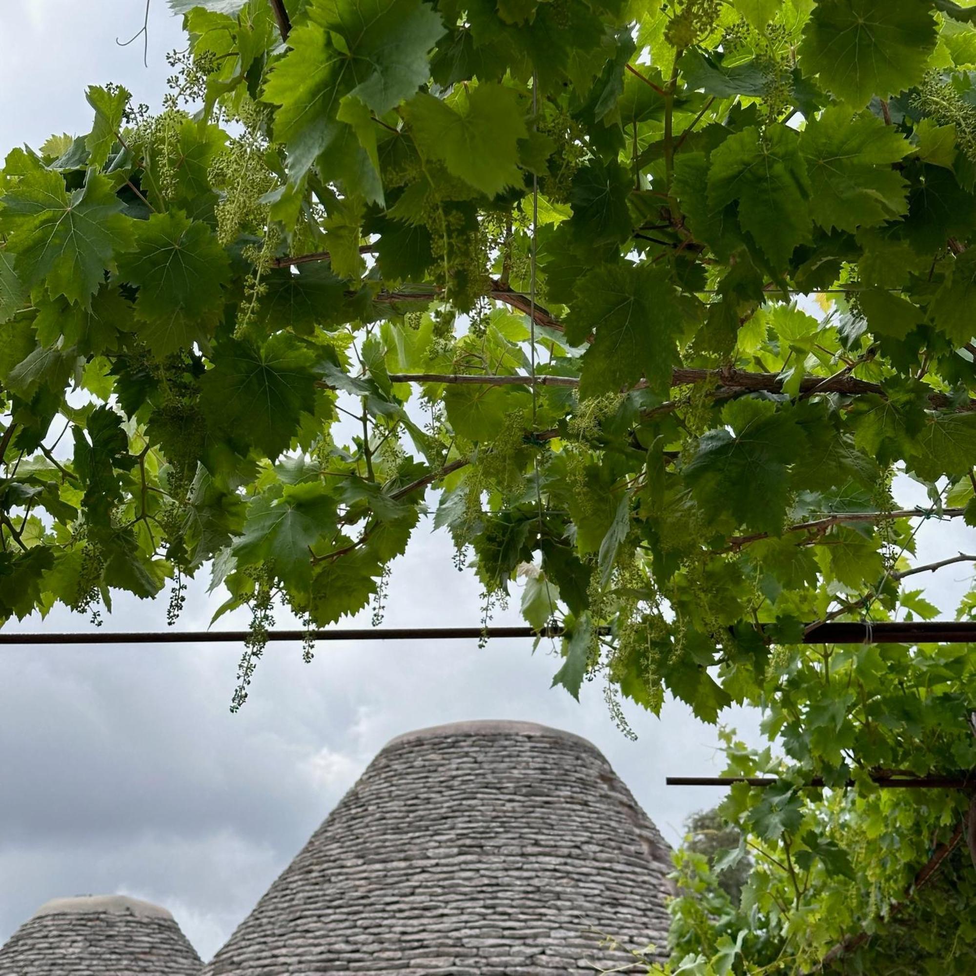 سيغلي ميسابيكا Masseria Lojazzo المظهر الخارجي الصورة